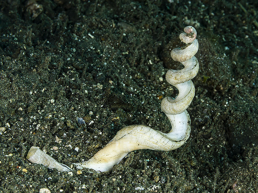Tenagodus sp. A